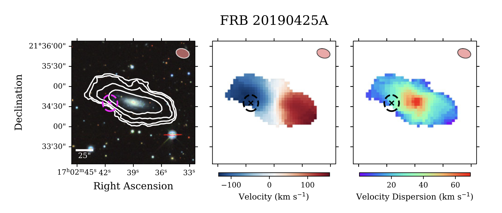 Host galaxy of FRB20190425 observed in HI.